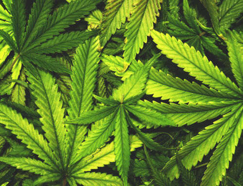 Cannabis-Legalisierung – Herausforderung für Arbeitgeber